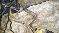 Parvimolge townsendi