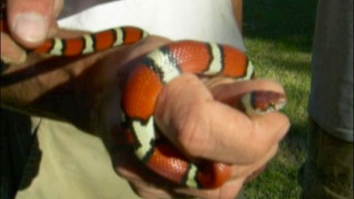 Lampropeltis triangulum