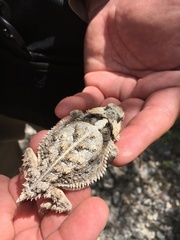 Phrynosoma taurus