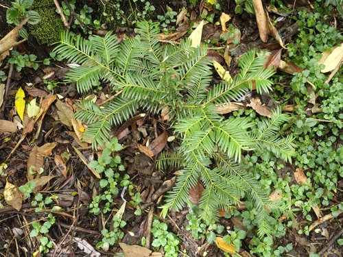 Pectinopitys standleyi (Pectinopitys standleyi)