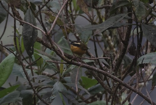 Three-striped Hemispingus (Microspingus trifasciatus), photo 7