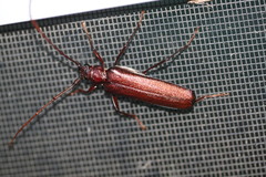 Xystrocera virescens