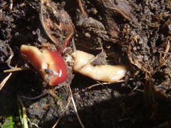 Arthurdendyus testaceus