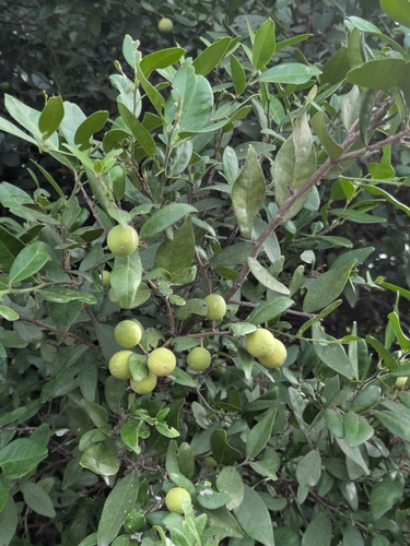 Indian atalantia (Atalantia monophylla)