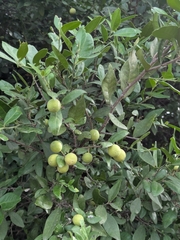 Atalantia monophylla