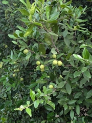 Atalantia monophylla, photograph (c) Suhel Quader, some rights reserved (CC BY)