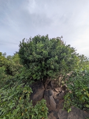 Atalantia monophylla, photograph (c) Suhel Quader, some rights reserved (CC BY)