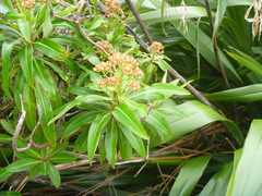 Euphorbia mellifera