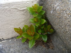 Metrosideros excelsa