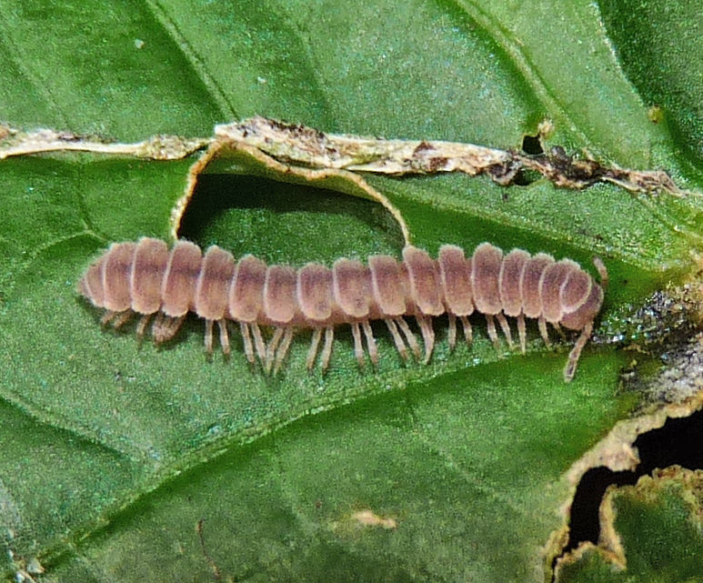 Merocheta