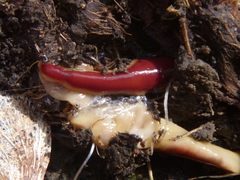Arthurdendyus testaceus