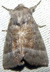 Papaipema eupatorii
