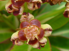 Euphorbia mellifera