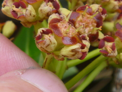 Euphorbia mellifera