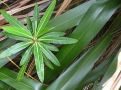 Euphorbia mellifera