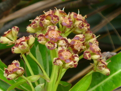 Euphorbia mellifera