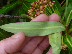 Euphorbia mellifera