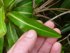 Euphorbia mellifera