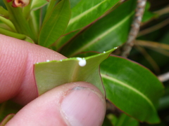 Euphorbia mellifera