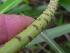 Euphorbia mellifera