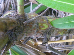 Euphorbia mellifera
