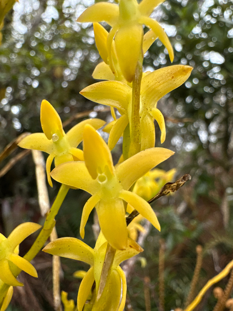 Epidendrum anoglossum Schltr. 2