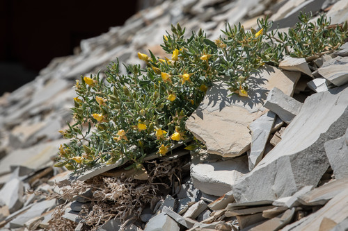 Roan Cliffs Blazingstar (Mentzelia rhizomata)