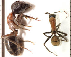 Camponotus ephippium ephippium