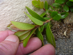 Metrosideros excelsa