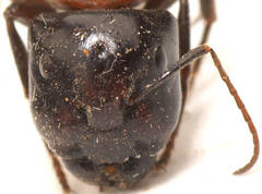 Camponotus ephippium ephippium
