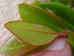 Metrosideros excelsa