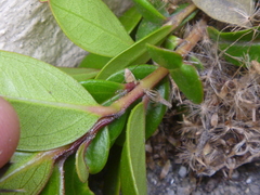 Metrosideros excelsa