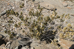 Monechma cleomoides