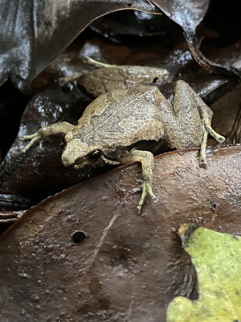 Microhyla gadjahmadai (Microhyla gadjahmadai)