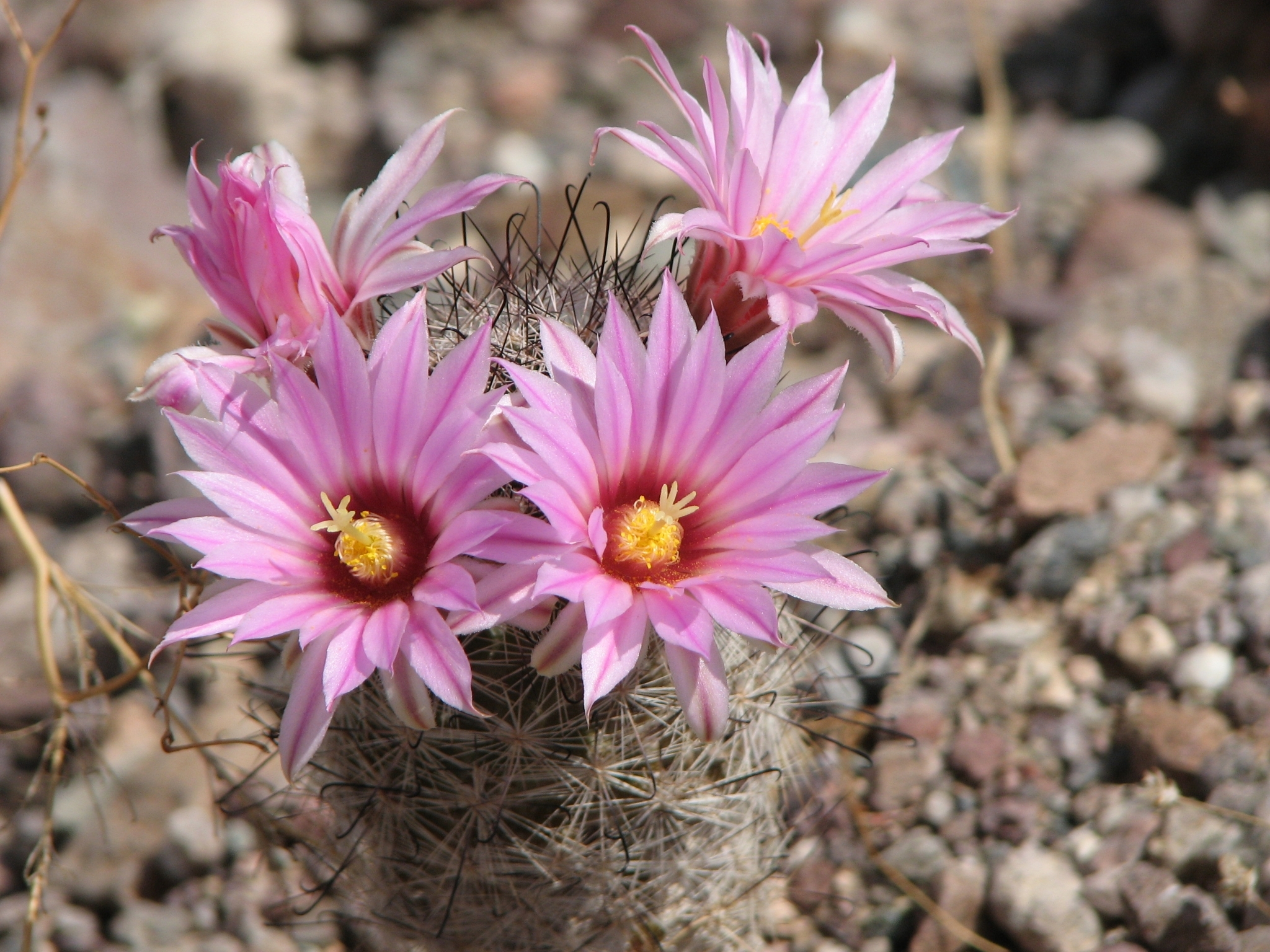 Mammillaria tetrancistra