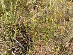 Hypericum cistifolium