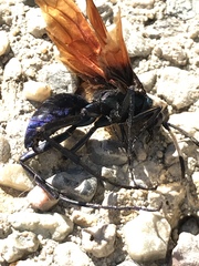 Pterygota