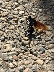 Pterygota