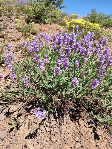 Venus Penstemon (Penstemon venustus)