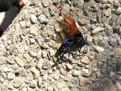 Pterygota