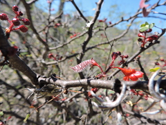 Erythrostemon melanadenius