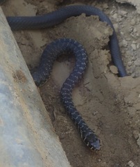 Hierophis viridiflavus