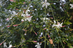 Jasminum grandiflorum
