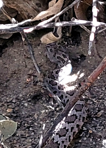 iNaturalist observation photo of Northern Pacific Rattlesnake