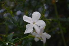 Jasminum grandiflorum