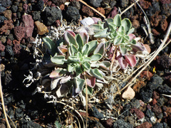 Physaria newberryi