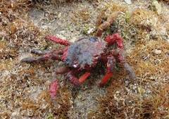 Schizophrys rufescens