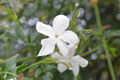 Jasminum grandiflorum