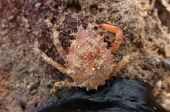 Schizophrys rufescens