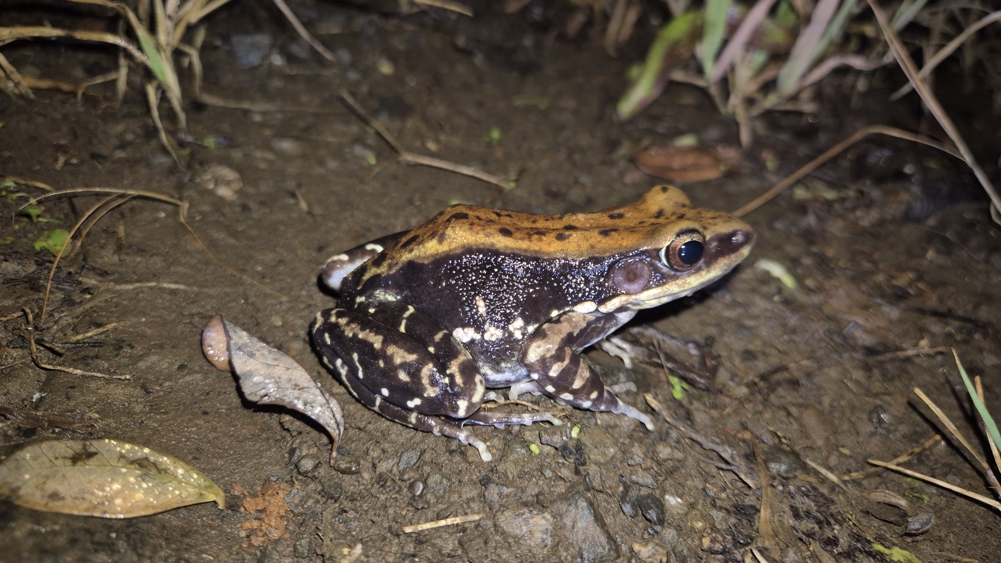 Wide-Range Fungoid Frog